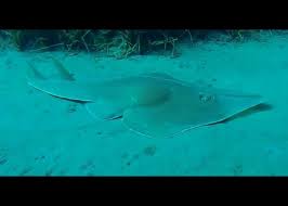 Image result for Glaucostegus cemiculus