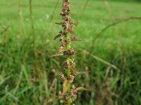 Attēlu rezultāti vaicājumam “Chenopodium polyspermum”