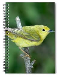 Image result for Dendroica petechia