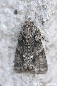 Attēlu rezultāti vaicājumam “Acronicta rumicis”