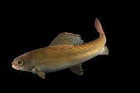 Image result for Thymallus thymallus