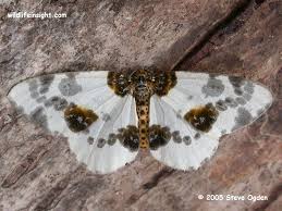 Attēlu rezultāti vaicājumam “Abraxas sylvata larva”