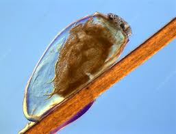 Attēlu rezultāti vaicājumam “Pediculus humanus capitis”