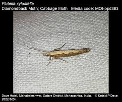 Attēlu rezultāti vaicājumam “Plutella xylostella”