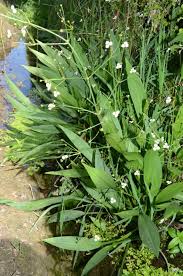 Attēlu rezultāti vaicājumam “Alisma gramineum flower”