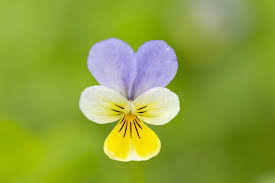 Attēlu rezultāti vaicājumam “Viola arvensis flower”