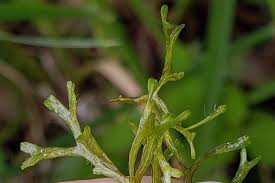 Attēlu rezultāti vaicājumam “Riccia rhenana”