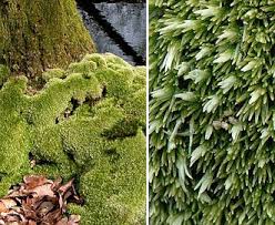 Attēlu rezultāti vaicājumam “Leucobryum glaucum”
