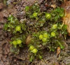 Attēlu rezultāti vaicājumam “Fossombronia wondraczekii”