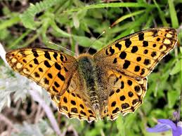 Attēlu rezultāti vaicājumam “Issoria lathonia underside”