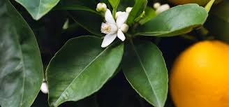 Attēlu rezultāti vaicājumam “Sesleria caerulea fruit”