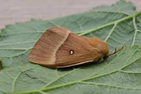 Attēlu rezultāti vaicājumam “Lasiocampa quercus imago”