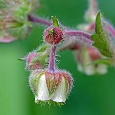 Attēlu rezultāti vaicājumam “Geum rivale bud”