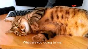 Image result for lulcatz