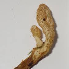 Attēlu rezultāti vaicājumam “Cordyceps farinosa”
