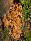 A slime mould - Arcyria nutans - via Daymix