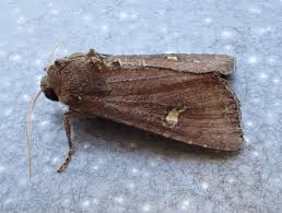 Attēlu rezultāti vaicājumam “Celaena leucostigma”