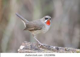 Image result for Luscinia calliope