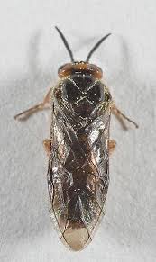 Attēlu rezultāti vaicājumam “Diprionidae”