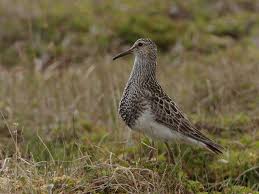 Image result for Calidris melanotos