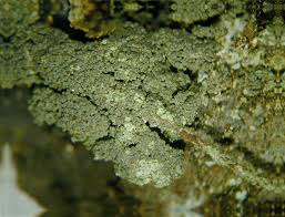 Attēlu rezultāti vaicājumam “Micarea sp.”