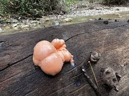 Attēlu rezultāti vaicājumam “Lycogala exiguum aggr.”