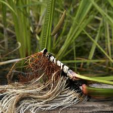 Attēlu rezultāti vaicājumam “Acorus calamus”