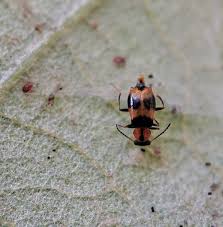 Attēlu rezultāti vaicājumam “Ptinus sp. male”