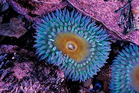 Attēlu rezultāti vaicājumam “Anemone”