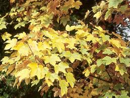 Attēlu rezultāti vaicājumam “Acer pseudoplatanus”