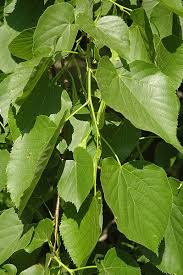 Attēlu rezultāti vaicājumam “Tilia x moltkei”