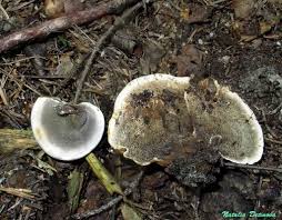 Attēlu rezultāti vaicājumam “Inonotus leporinus”