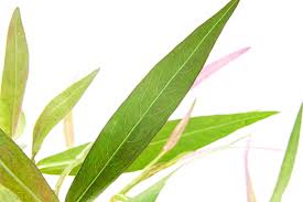 Attēlu rezultāti vaicājumam “Persicaria hydropiper leaf”