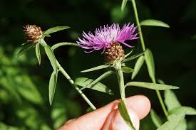 Attēlu rezultāti vaicājumam “Centaurea jacea bud”