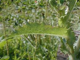Attēlu rezultāti vaicājumam “Sonchus asper leaf”