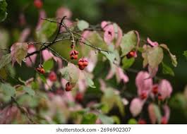 Attēlu rezultāti vaicājumam “Euonymus verrucosus fruit”