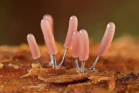 Attēlu rezultāti vaicājumam “Stemonitopsis typhina macro”