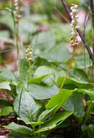 Attēlu rezultāti vaicājumam “Pyrola minor flower”