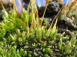 Attēlu rezultāti vaicājumam “Funaria hygrometrica”