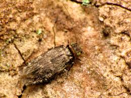 Attēlu rezultāti vaicājumam “Licea chelonoides”