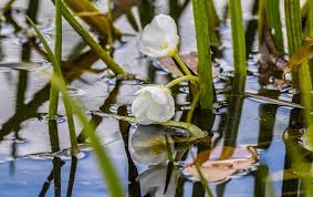 Attēlu rezultāti vaicājumam “Stratiotes aloides flower”