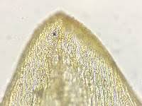 Attēlu rezultāti vaicājumam “Calliergon cordifolium”