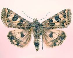 Attēlu rezultāti vaicājumam “Protoschinia scutosa”