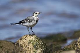 Attēlu rezultāti vaicājumam “Motacilla alba juvenile”