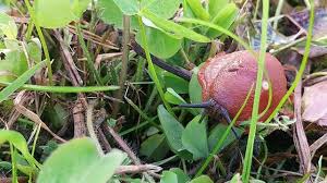 Attēlu rezultāti vaicājumam “Arion lusitanicus”