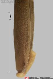 Attēlu rezultāti vaicājumam “Festuca ovina fruit”