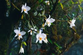 Attēlu rezultāti vaicājumam “Orchidaceae”