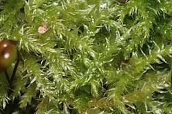 Attēlu rezultāti vaicājumam “Sciuro-hypnum populeum sporophyte”