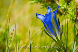 Attēlu rezultāti vaicājumam “Gentiana pneumonanthe flower”