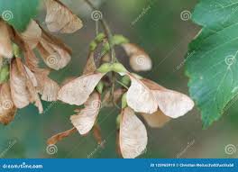 Attēlu rezultāti vaicājumam “Acer pseudoplatanus fruit”